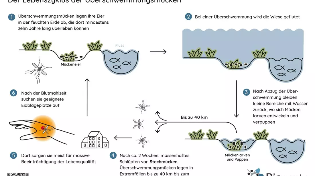 Nachhaltige Hilfe für Biergärten und Co. / Die Mücken kommen, die Gäste gehen - Bild: presseportal.de