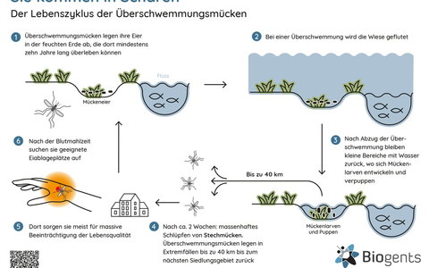 Nachhaltige Hilfe für Biergärten und Co. / Die Mücken kommen, die Gäste gehen - Foto: presseportal.de