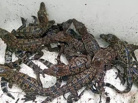 In freier Wildbahn gibt es nur noch etwa 1000 Exemplare. - Foto: Toy Ya/Fauna & Flora/AP/dpa