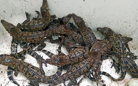 In freier Wildbahn gibt es nur noch etwa 1000 Exemplare. - Foto: Toy Ya/Fauna & Flora/AP/dpa