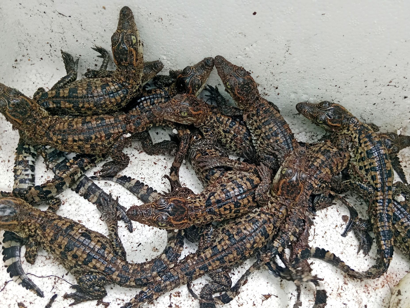 In freier Wildbahn gibt es nur noch etwa 1000 Exemplare. - Foto: Toy Ya/Fauna & Flora/AP/dpa