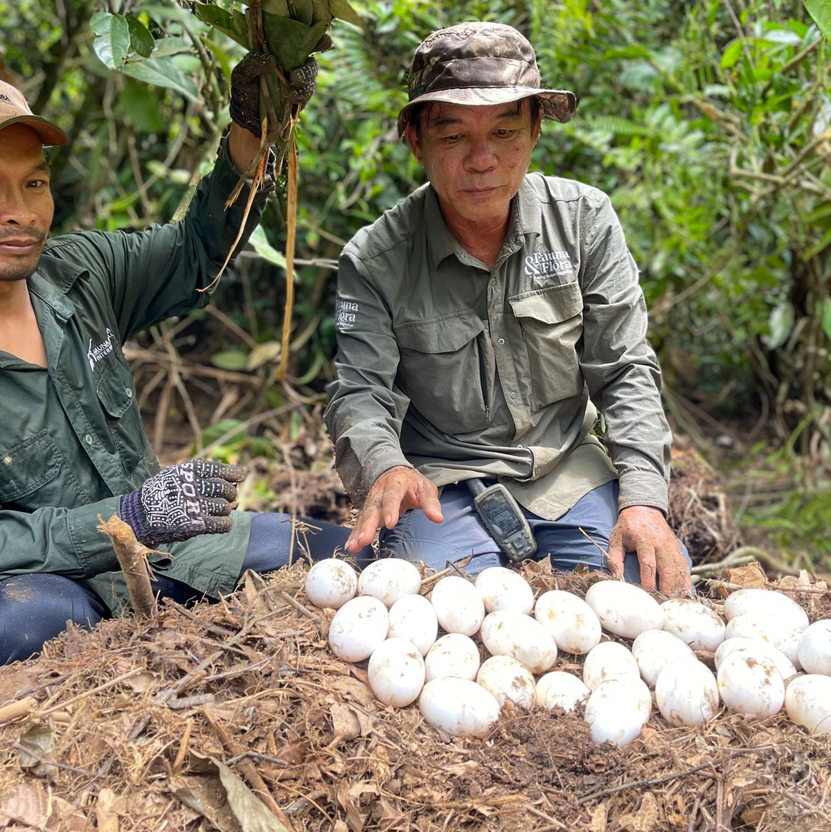 Der Einsatz der Naturschützer hat sich ausgezahlt. - Foto: Sam Han/Fauna & Flora/AP/dpa