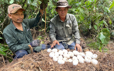 Der Einsatz der Naturschützer hat sich ausgezahlt. - Foto: Sam Han/Fauna & Flora/AP/dpa