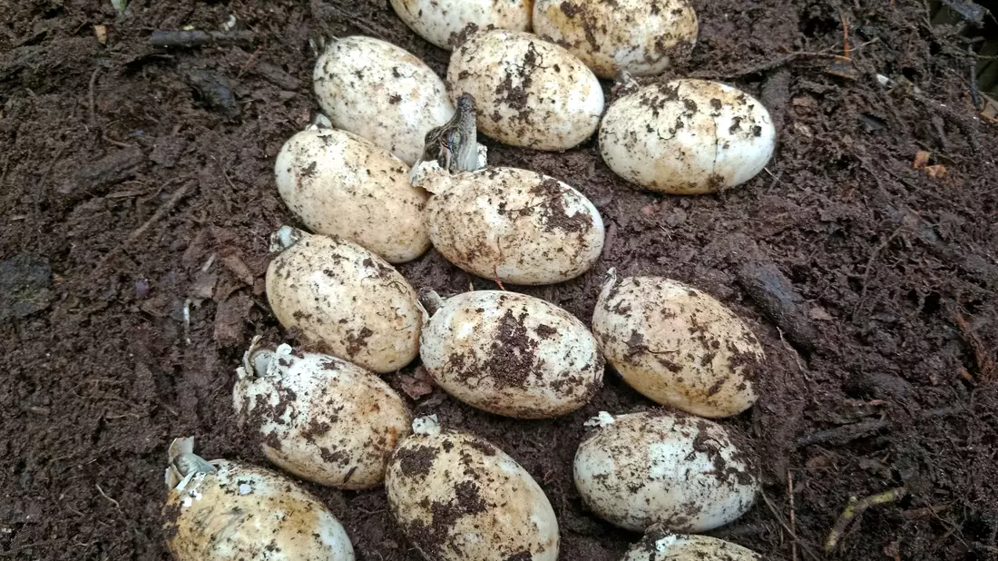 60 Krokodilbabys sind geschlüpft. - Bild: Bros Pov/Fauna & Flora/AP/dpa