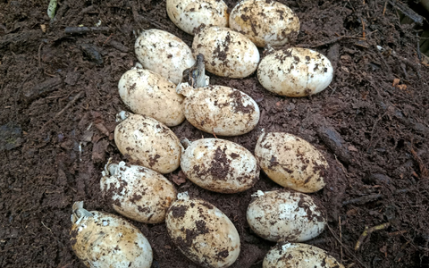 60 Krokodilbabys sind geschlüpft. - Foto: Bros Pov/Fauna & Flora/AP/dpa