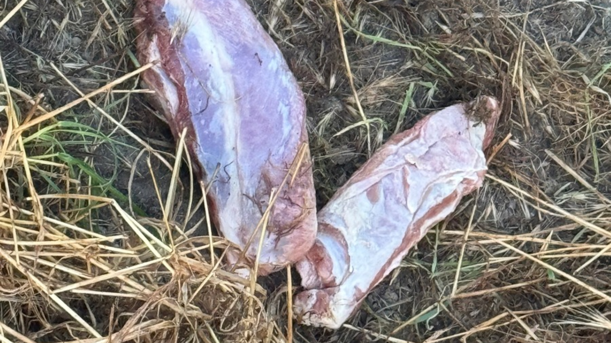 POL-DA: Biblis: Spaziergängerin findet Fleischstücke / Polizei warnt vorsorglich - Foto: presseportal.de