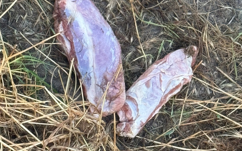 POL-DA: Biblis: Spaziergängerin findet Fleischstücke / Polizei warnt vorsorglich - Foto: presseportal.de