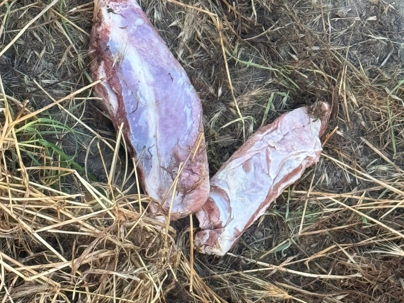 POL-DA: Biblis: Spaziergängerin findet Fleischstücke / Polizei warnt vorsorglich - Foto: presseportal.de