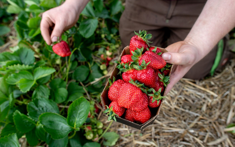 Viel Regen und eine sinkende Anbaufläche: Dieses Jahr wird die geringste Erdbeerernte seit 1995 erwartet. - Foto: Hauke-Christian Dittrich/dpa