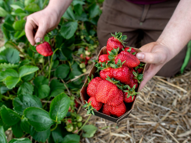 Viel Regen und eine sinkende Anbaufläche: Dieses Jahr wird die geringste Erdbeerernte seit 1995 erwartet. - Foto: Hauke-Christian Dittrich/dpa
