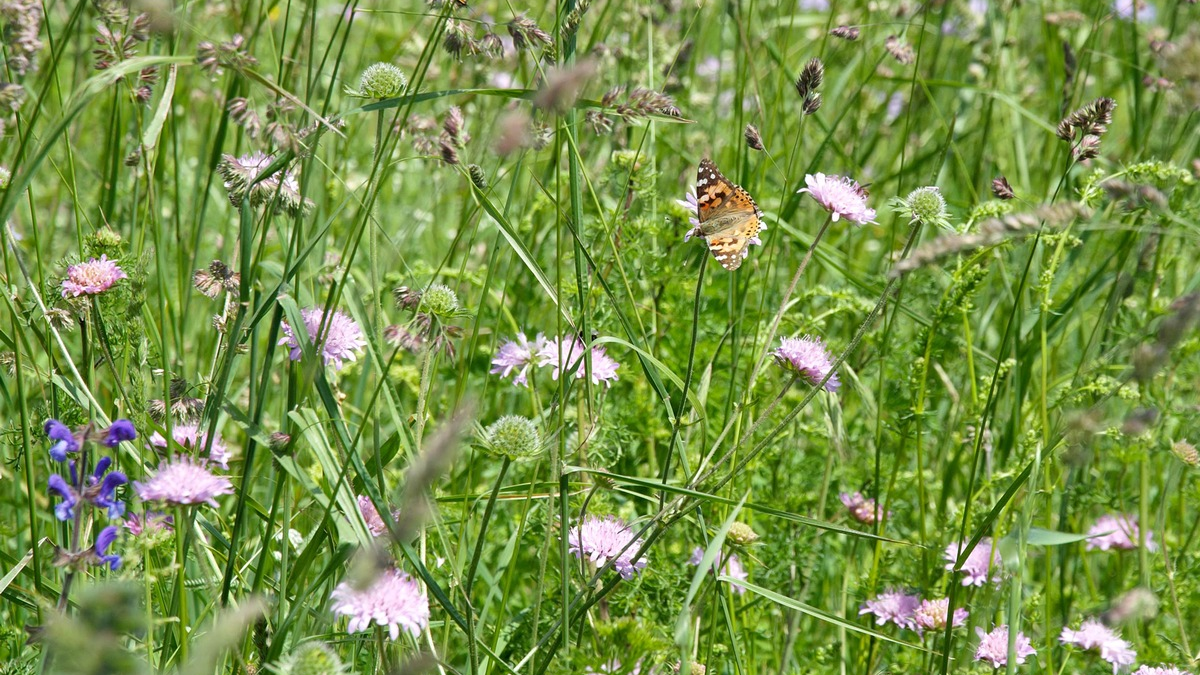 Neue MDR-Reportage: „Artensterben mit Ansage – Kein Ausweg aus dem Acker-Dilemma?“ - Foto: presseportal.de