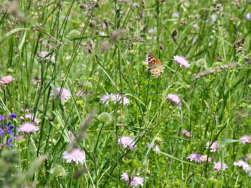 Neue MDR-Reportage: „Artensterben mit Ansage – Kein Ausweg aus dem Acker-Dilemma?“ - Foto: presseportal.de
