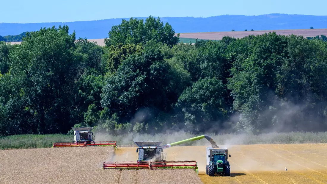 Der Bauernverband zieht eine «ernüchternde» Bilanz der Ernte 2024. (Archivbild) - Bild: Klaus-Dietmar Gabbert/dpa