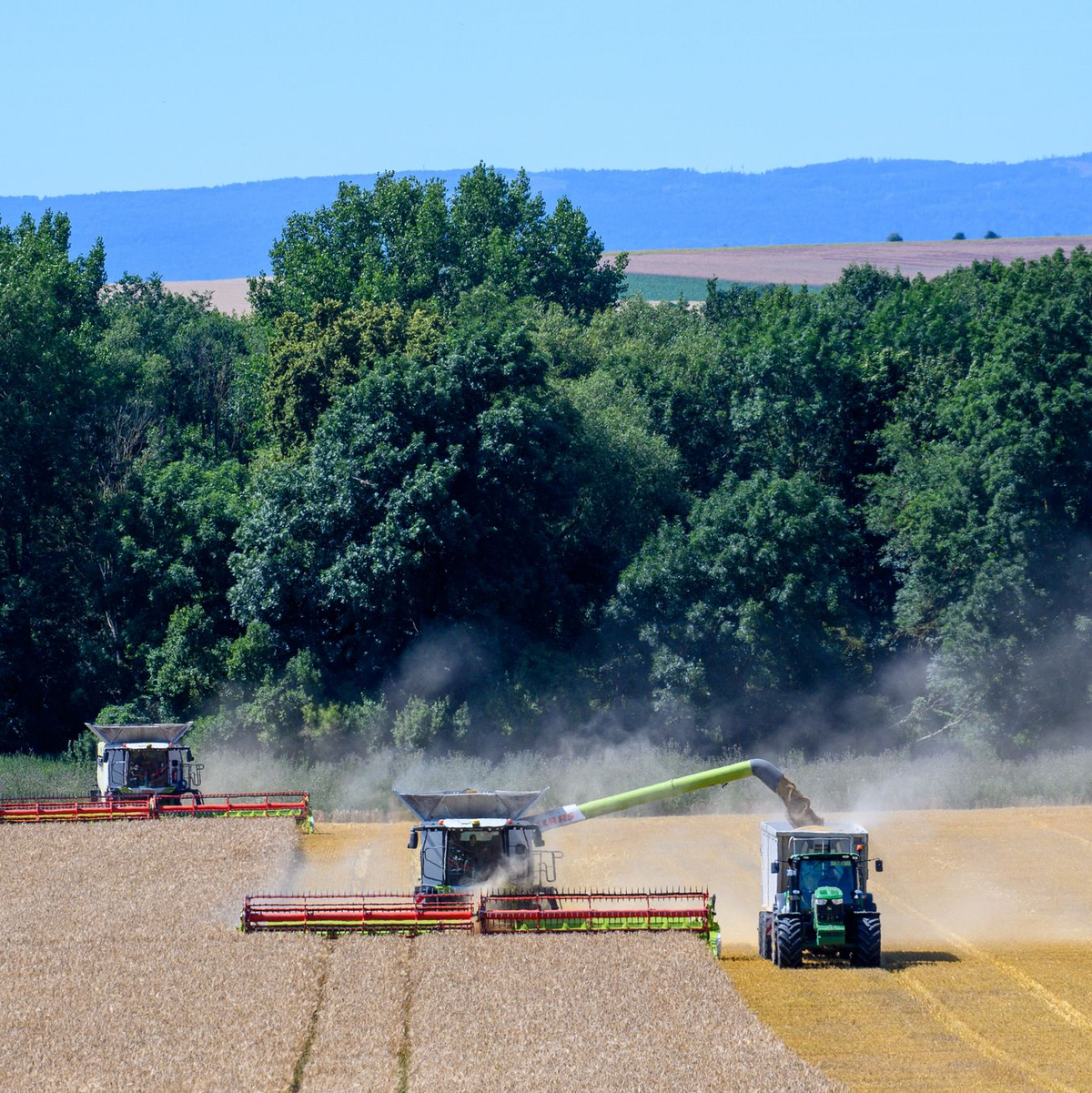 Der Bauernverband zieht eine «ernüchternde» Bilanz der Ernte 2024. (Archivbild) - Foto: Klaus-Dietmar Gabbert/dpa