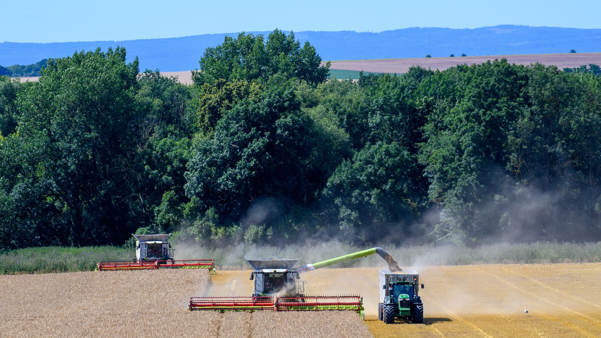 Zu viel Regen beeinträchtigt die Erwartungen an die Ernte 2024. (Archivbild) - Foto: Klaus-Dietmar Gabbert/dpa