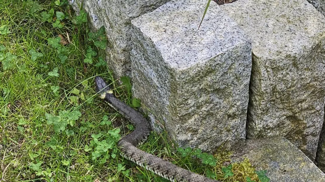 FW-EN: Schlange im Garten - Bild: presseportal.de
