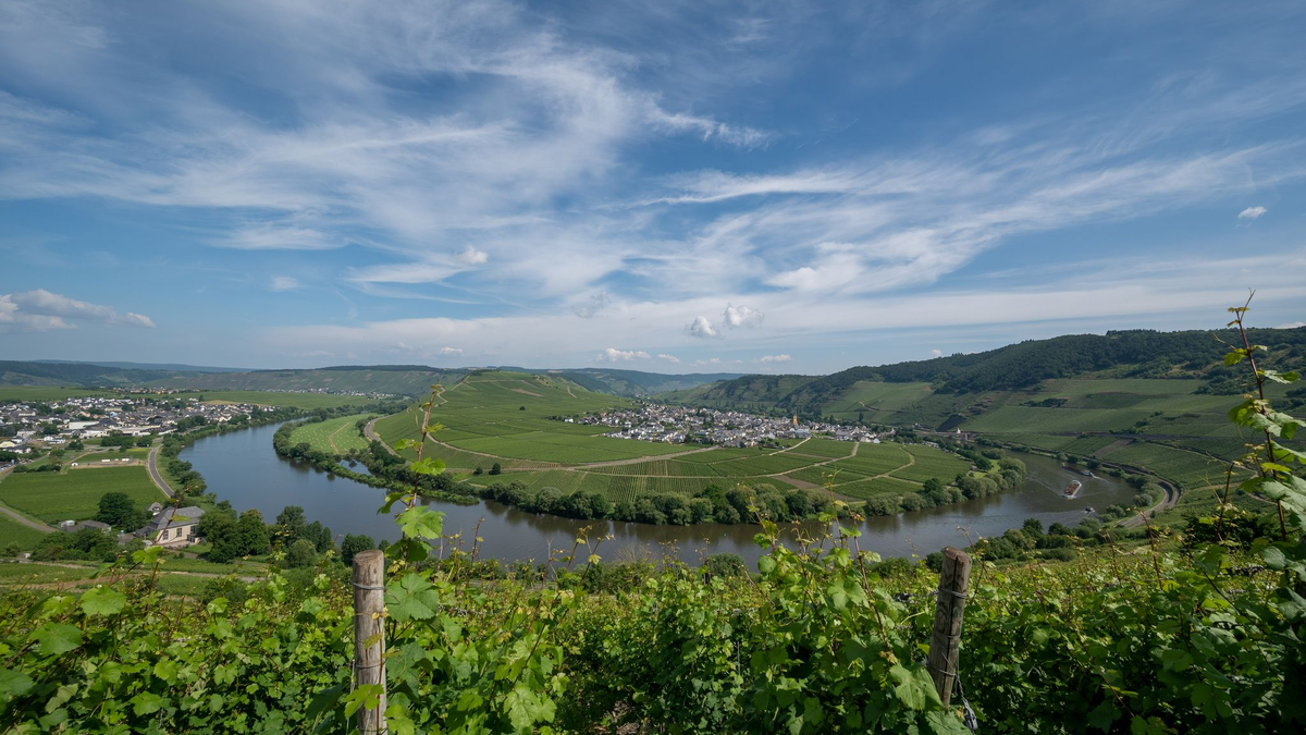 Auch einige Weinstöcke wurden beim Abstutz der Drohne beschädigt. (Symbolbild) - Foto: Harald Tittel/dpa