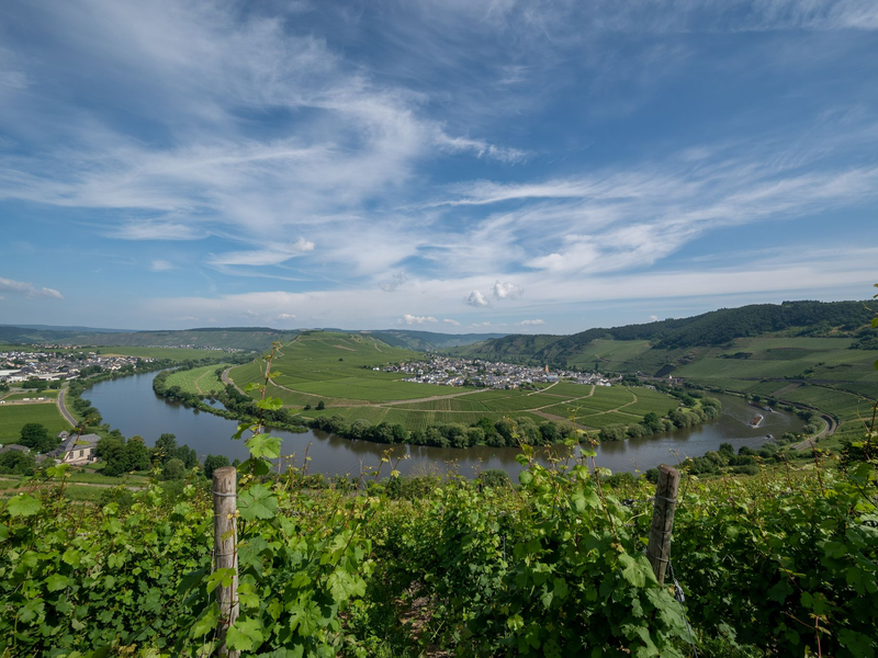 Auch einige Weinstöcke wurden beim Abstutz der Drohne beschädigt. (Symbolbild) - Foto: Harald Tittel/dpa