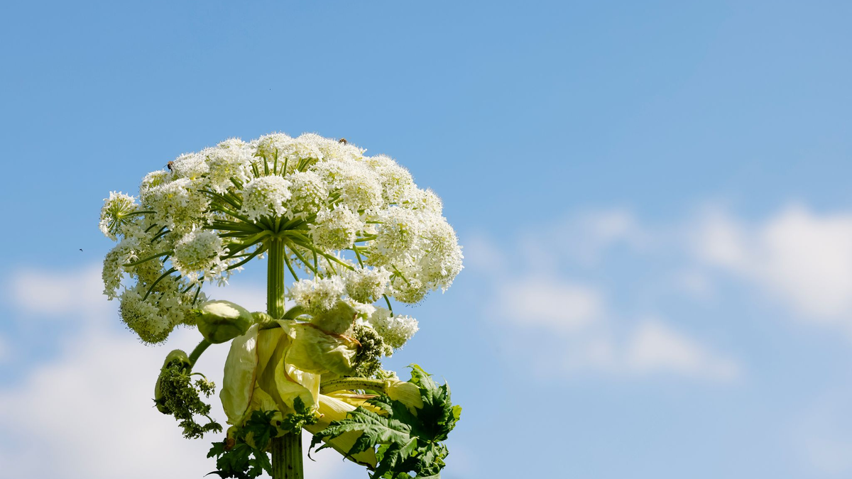 Bei einer 100-Kilometer-Wanderung in Essen hat die Giftpflanze namens Riesen-Bärenklau mindestens 17 Menschen verletzt. (Archivfoto)  - Foto: Frank Molter/dpa