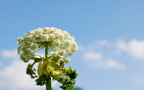 Bei einer 100-Kilometer-Wanderung in Essen hat die Giftpflanze namens Riesen-Bärenklau mindestens 17 Menschen verletzt. (Archivfoto)  - Foto: Frank Molter/dpa