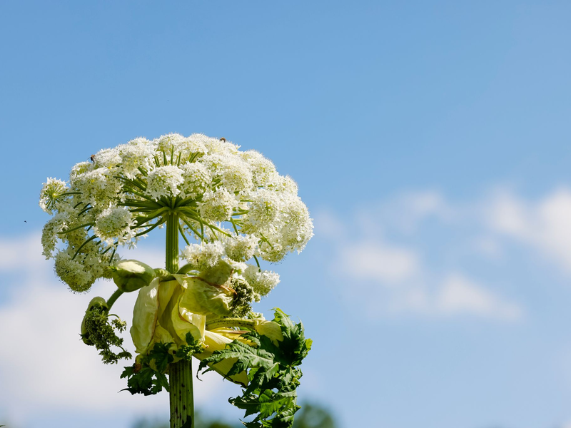 Bei einer 100-Kilometer-Wanderung in Essen hat die Giftpflanze namens Riesen-Bärenklau mindestens 17 Menschen verletzt. (Archivfoto)  - Foto: Frank Molter/dpa