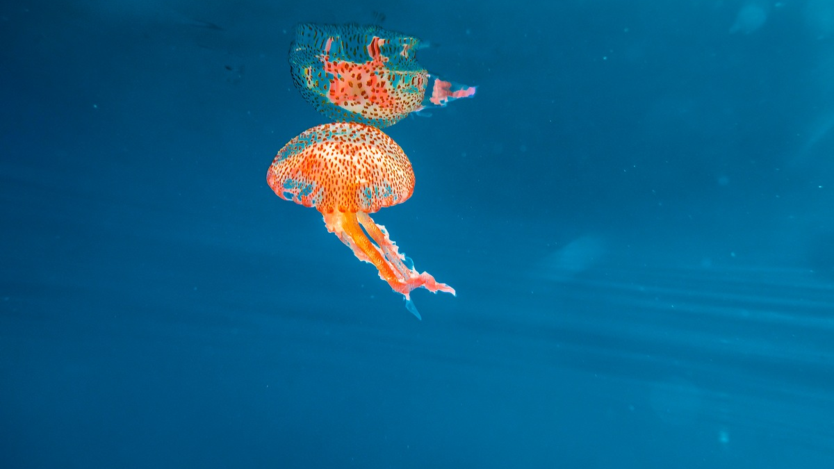 Quallen: So verhalten Sie sich richtig bei einer Verletzung - Foto: presseportal.de