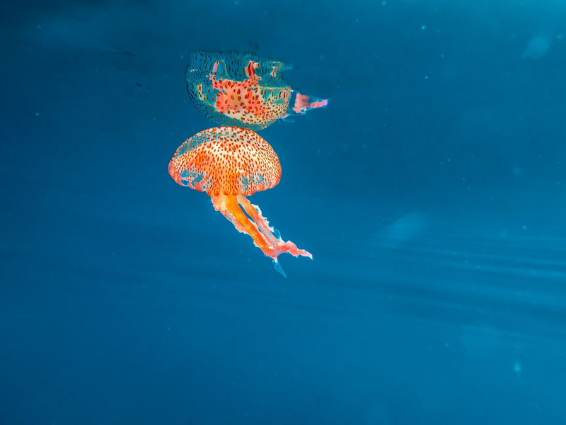 Quallen: So verhalten Sie sich richtig bei einer Verletzung - Foto: presseportal.de