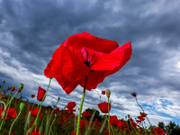 Das Wetter wird mit Schauern und warmen Temperaturen wechselhaft (Archivbild). - Foto: Jens Büttner/dpa