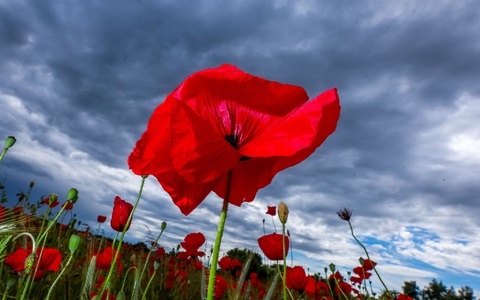 Das Wetter wird mit Schauern und warmen Temperaturen wechselhaft (Archivbild). - Foto: Jens Büttner/dpa
