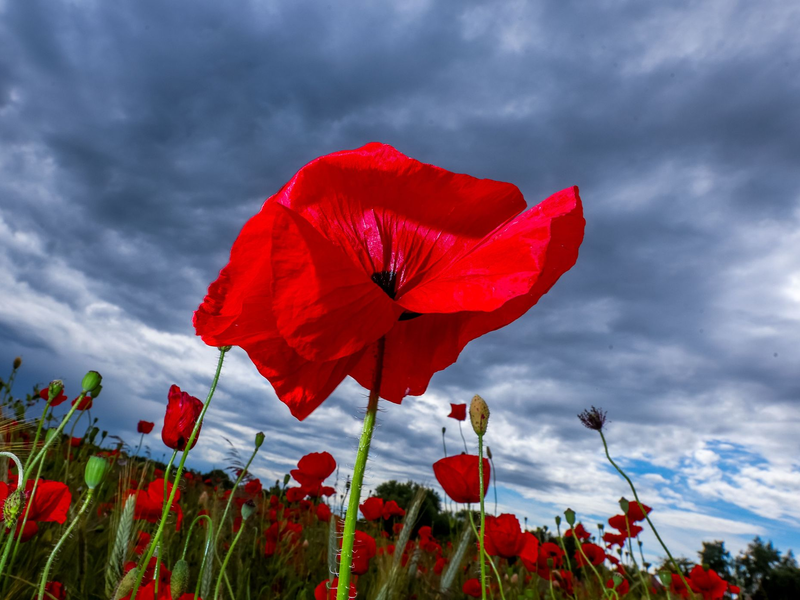 Das Wetter wird mit Schauern und warmen Temperaturen wechselhaft (Archivbild). - Foto: Jens Büttner/dpa