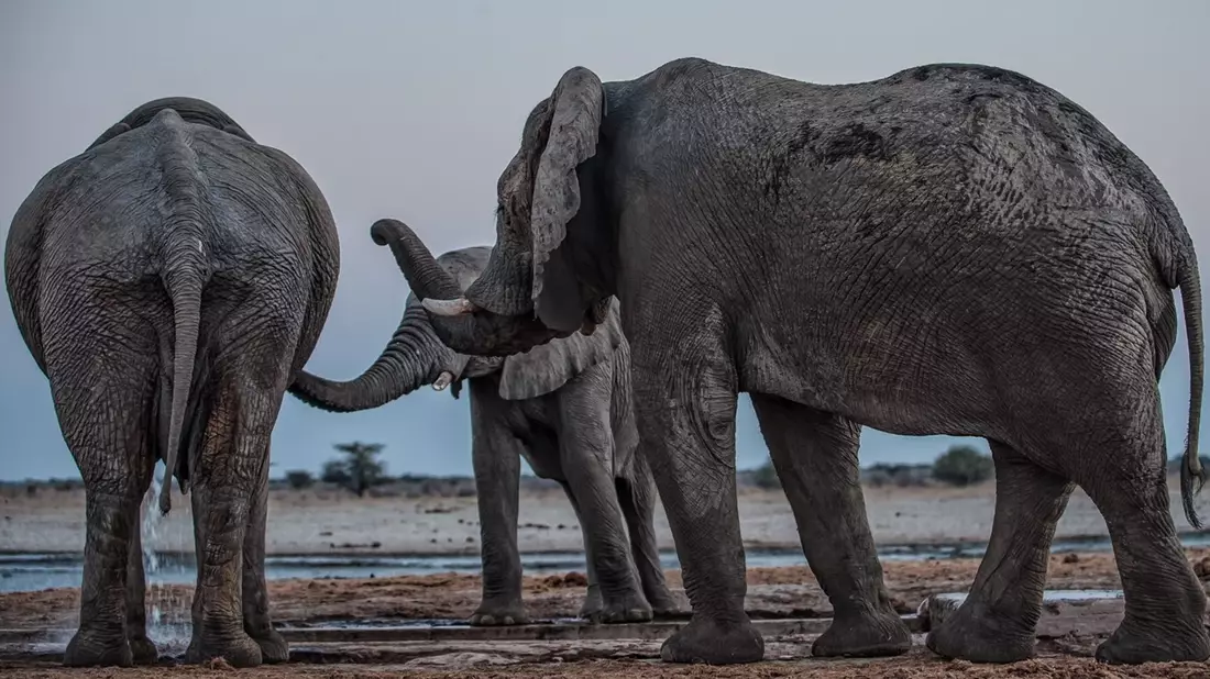 Drei Elefantenmännchen begrüßen sich am Mushara-Wasserloch in Namibia. - Bild: Caitlin O’Connell-Rodwell/Tim Rodwell/dpa