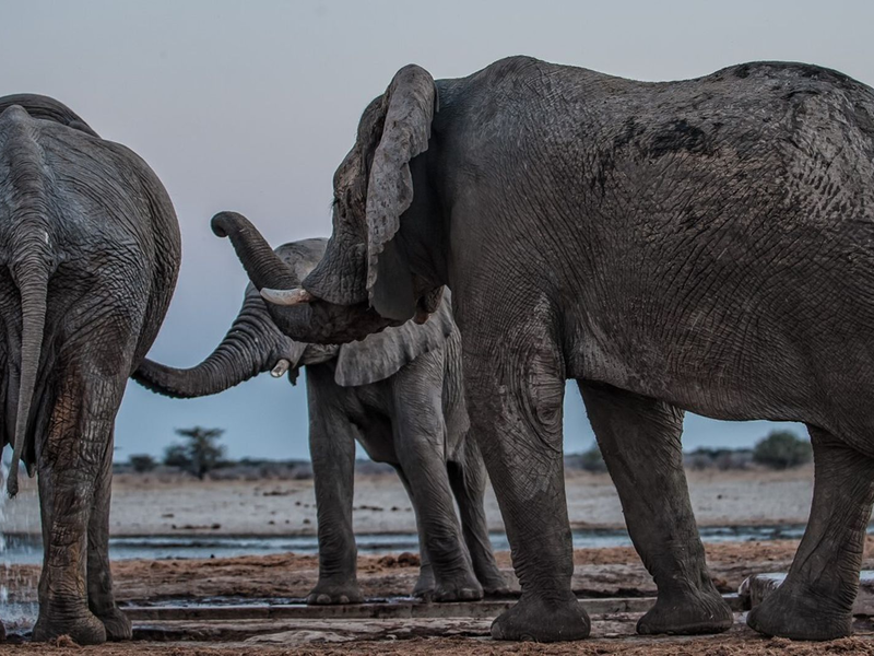 Drei Elefantenmännchen begrüßen sich am Mushara-Wasserloch in Namibia. - Foto: Caitlin O’Connell-Rodwell/Tim Rodwell/dpa