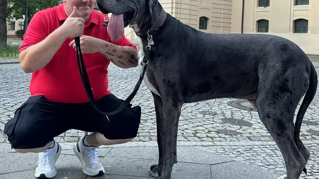 Dogge Ramses und Besitzer Patrick Hein: Schafft es der Hund als größter lebender Hund ins Guinness-Buch der Rekorde? - Bild: Tobias Grahn/TNN/dpa