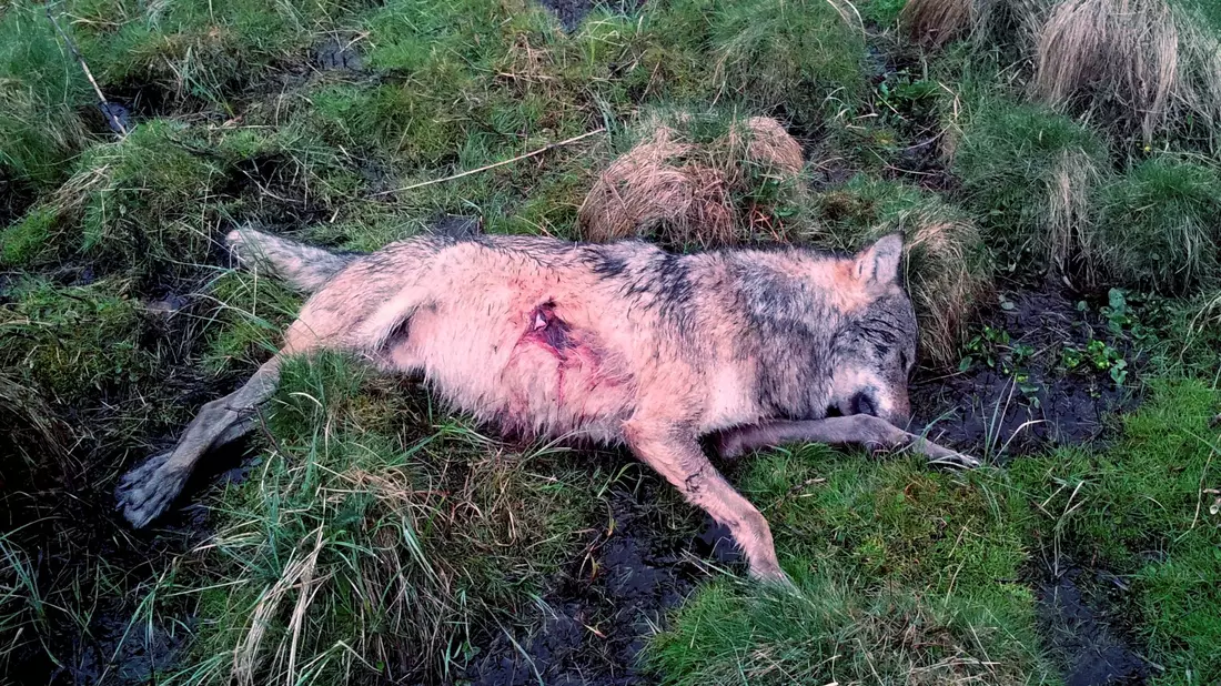Immer wieder werden Wölfe illegal erschossen. Die Tötung der streng geschützten Tiere ist verboten. - Bild: picture alliance / dpa