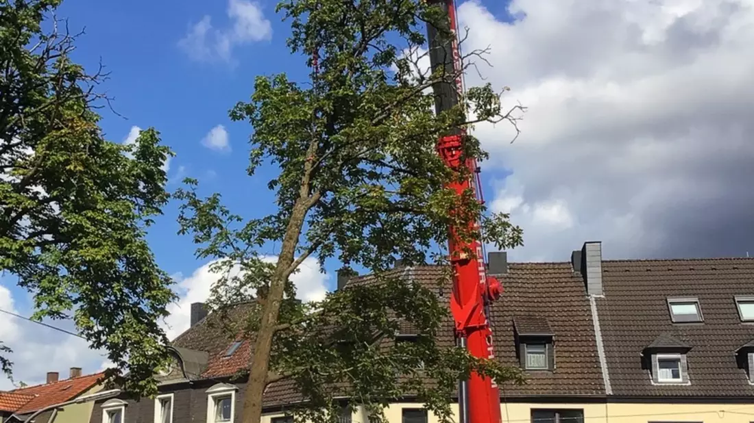 FW-BO: Feuerwehr beseitigt stark beschädigten Baum - Einsatz für den Feuerwehrkran - Bild: presseportal.de