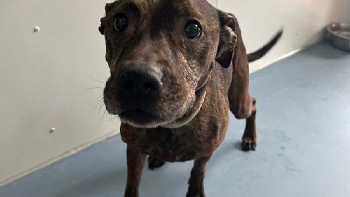 POL-Bremerhaven: KORREKTUR Hund ausgesetzt - Polizei sucht den Besitzer - Foto: presseportal.de