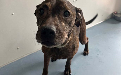 POL-Bremerhaven: KORREKTUR Hund ausgesetzt - Polizei sucht den Besitzer - Foto: presseportal.de