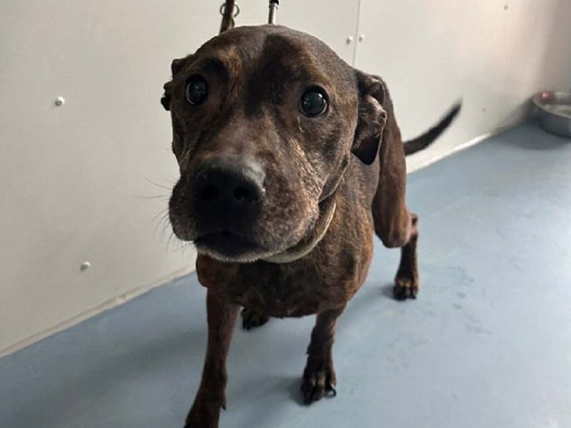 POL-Bremerhaven: KORREKTUR Hund ausgesetzt - Polizei sucht den Besitzer - Foto: presseportal.de