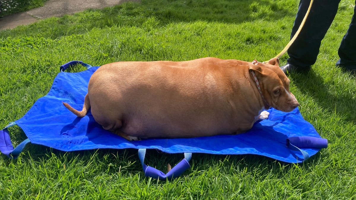 Nuggi bekam jeden Tag massenweise Hühnchen und Leckerli zu essen. (Archivbild) - Foto: -/Spca Supplied/dpa