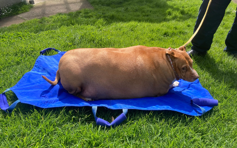Nuggi bekam jeden Tag massenweise Hühnchen und Leckerli zu essen. (Archivbild) - Foto: -/Spca Supplied/dpa