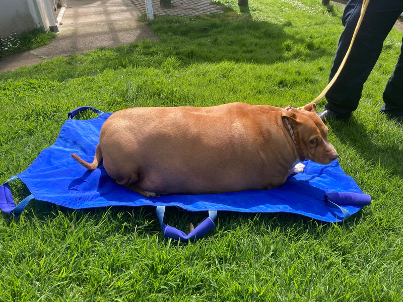 Nuggi bekam jeden Tag massenweise Hühnchen und Leckerli zu essen. (Archivbild) - Foto: -/Spca Supplied/dpa