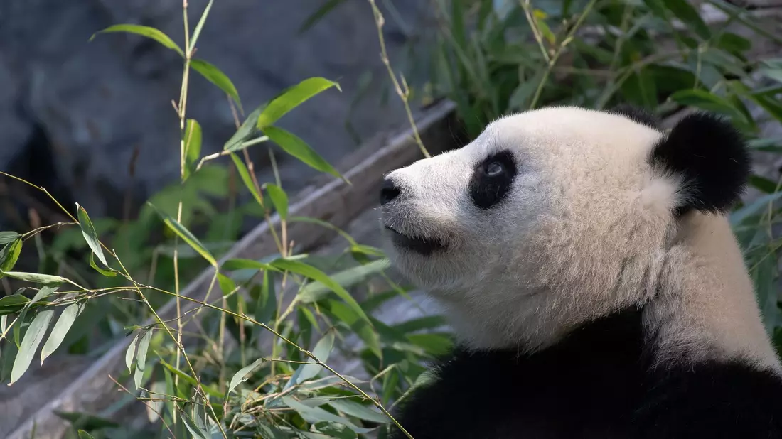 Bei Panda-Dame Meng Meng wurde eine verstärkte Aktivität der Gebärmutter festgestellt. (Archivbild) - Bild: Paul Zinken/dpa-Zentralbild/dpa