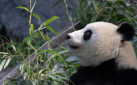 Bei Panda-Dame Meng Meng wurde eine verstÀrkte AktivitÀt der GebÀrmutter festgestellt. (Archivbild) - Foto: Paul Zinken/dpa-Zentralbild/dpa Bei Panda-Dame Meng Meng wurde eine verstÀrkte AktivitÀt der GebÀrmutter festgestellt. (Archivbild) - Foto: Paul Zinken/dpa-Zentralbild/dpa