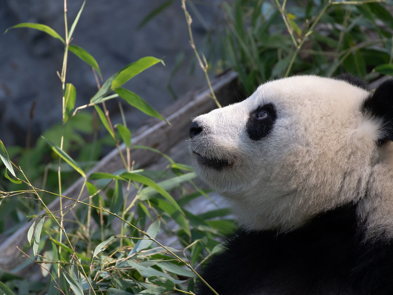 Bei Panda-Dame Meng Meng wurde eine verstärkte Aktivität der Gebärmutter festgestellt. (Archivbild) - Foto: Paul Zinken/dpa-Zentralbild/dpa
