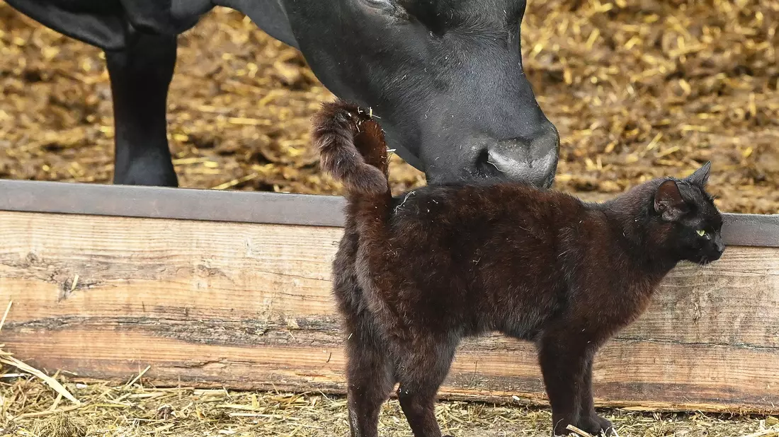 In den USA grassiert bei Milchkühen die Vogelgrippe - nun wurden die Viren bei Katzen in Farmen nachgewiesen. (Symbolbild) - Bild: Patrick Pleul/dpa-Zentralbild/ZB