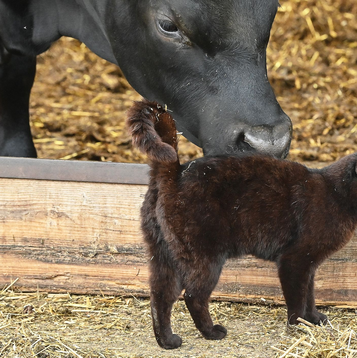 In den USA grassiert bei Milchkühen die Vogelgrippe - nun wurden die Viren bei Katzen in Farmen nachgewiesen. (Symbolbild) - Foto: Patrick Pleul/dpa-Zentralbild/ZB