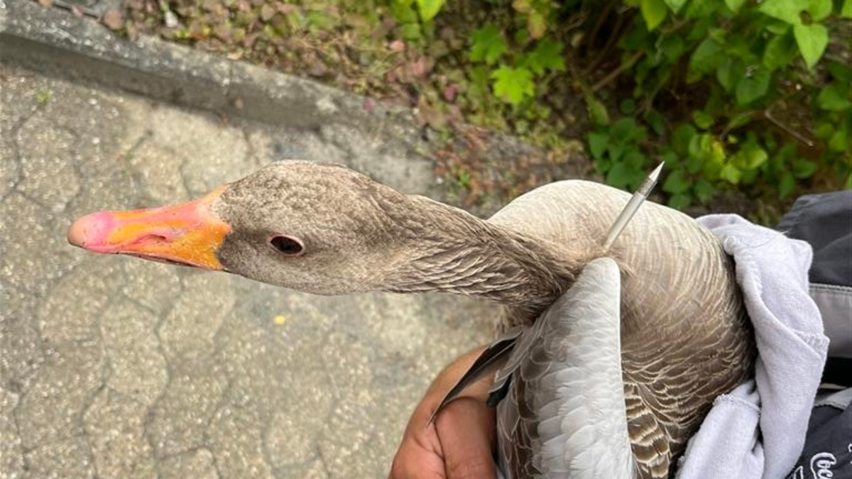 PP-ELT: Graugans mit Armbrust beschossen - Foto: presseportal.de
