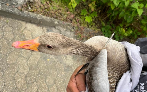 PP-ELT: Graugans mit Armbrust beschossen - Foto: presseportal.de