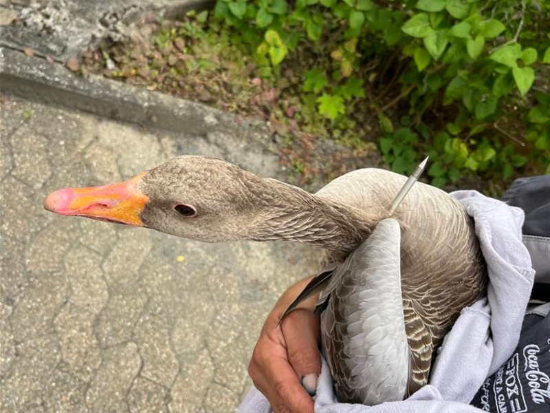 PP-ELT: Graugans mit Armbrust beschossen - Foto: presseportal.de
