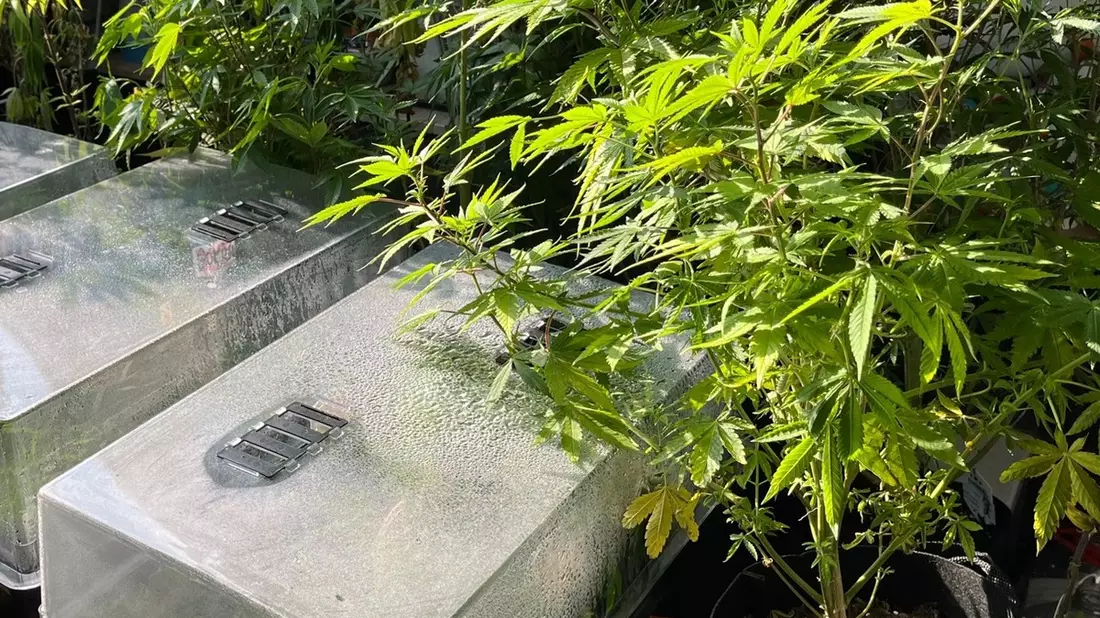 POL-REK: 240725-2: Zwei Beschuldigte vorläufig festgenommen und zahlreiche Cannabnispflanzen sichergestellt - Bild: presseportal.de